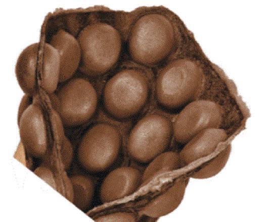 Chocolate Bubble Waffle — Bubble Waffles