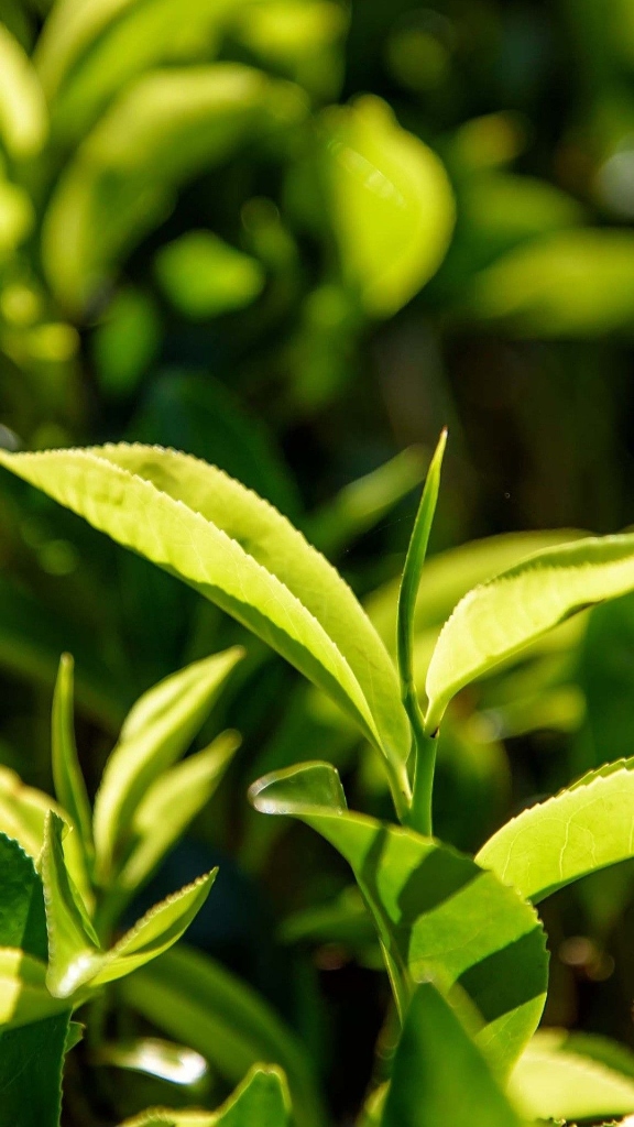 Fresh tea leaf