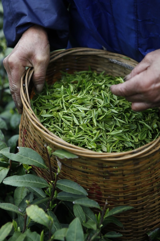 Picking tea leaves